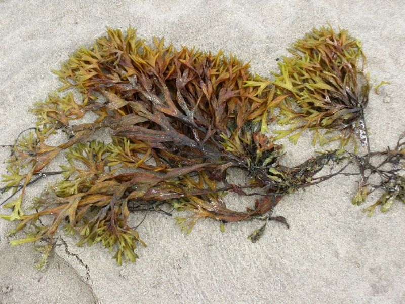 seaweed-9070_960_720.jpg